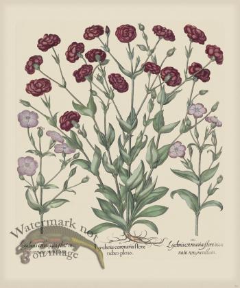 Besler 251 Colored B2